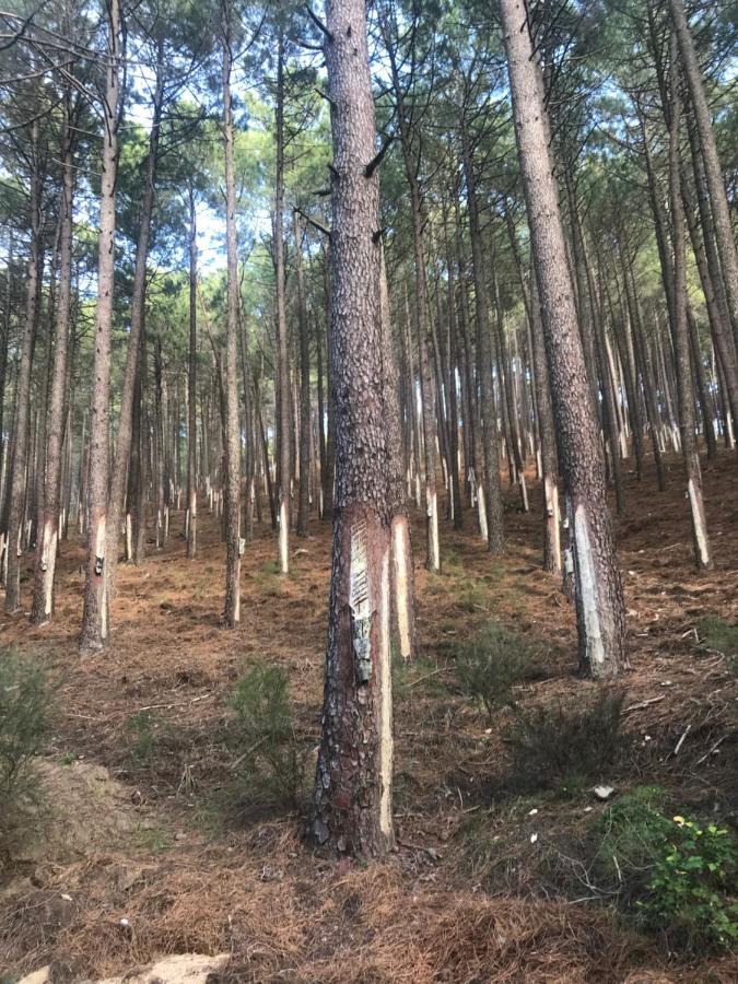 Posada Rural La Resinera La Adrada Eksteriør billede